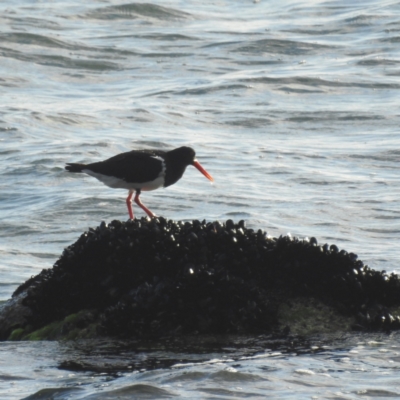 Haematopus longirostris (Australian Pied Oystercatcher) at Coles Bay, TAS - 13 Mar 2023 by HelenCross