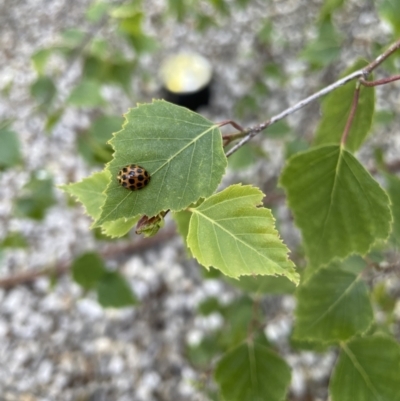 Harmonia conformis (Common Spotted Ladybird) at City Renewal Authority Area - 26 Oct 2021 by Hejor1