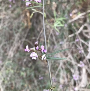 Glycine clandestina at Bruce, ACT - 13 Sep 2020 02:50 PM