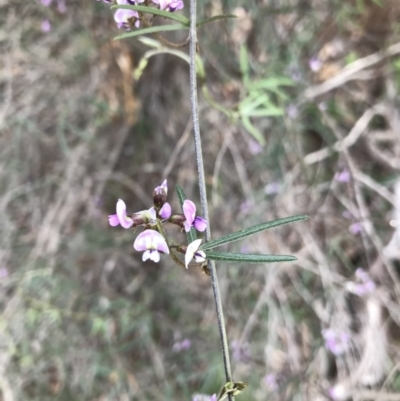 Glycine clandestina (Twining Glycine) at Bruce, ACT - 13 Sep 2020 by Hejor1