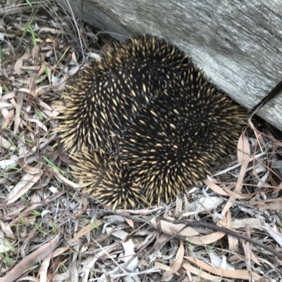 Tachyglossus aculeatus (Short-beaked Echidna) at Bruce, ACT - 13 Sep 2020 by Hejor1