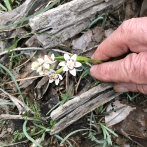 Wurmbea dioica subsp. dioica at Greenleigh, NSW - 13 Sep 2020