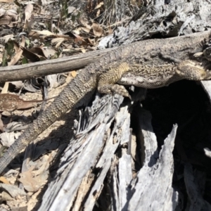 Pogona barbata at Bruce, ACT - suppressed