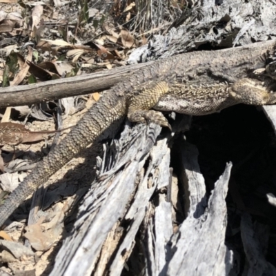 Pogona barbata (Eastern Bearded Dragon) at Bruce Ridge - 22 Apr 2018 by Hejor1