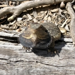 Pogona barbata at Bruce, ACT - suppressed