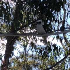 Dacelo novaeguineae (Laughing Kookaburra) at Bruce Ridge to Gossan Hill - 29 Sep 2018 by Hejor1