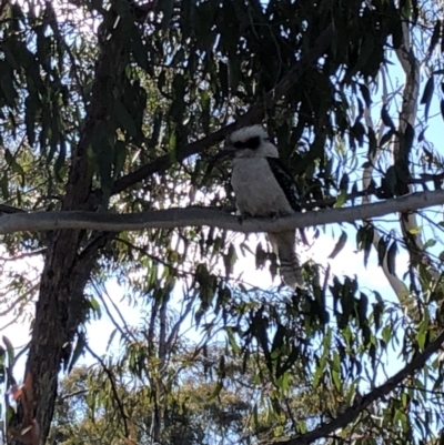 Dacelo novaeguineae (Laughing Kookaburra) at Bruce, ACT - 29 Sep 2018 by Hejor1