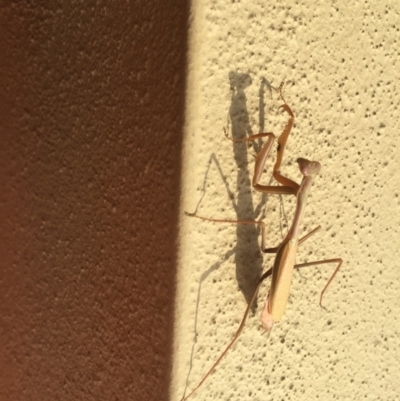 Pseudomantis albofimbriata (False garden mantis) at City Renewal Authority Area - 6 Sep 2020 by Hejor1