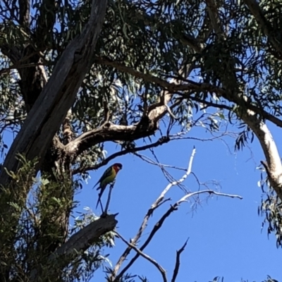 Platycercus eximius (Eastern Rosella) at Bruce, ACT - 29 May 2018 by Hejor1