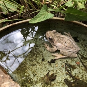 Litoria peronii at Bruce, ACT - 7 Oct 2018