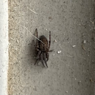 Badumna sp. (genus) (Lattice-web spider) at City Renewal Authority Area - 21 Jun 2022 by Hejor1