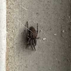 Badumna sp. (genus) (Lattice-web spider) at Canberra, ACT - 21 Jun 2022 by Hejor1