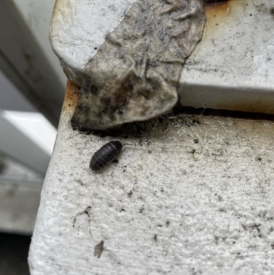Armadillidium vulgare (Slater bug, woodlouse, pill bug, roley poley) at City Renewal Authority Area - 26 Sep 2022 by Hejor1