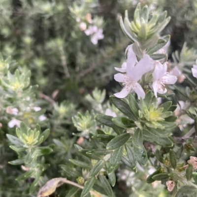 Westringia fruticosa (Native Rosemary) at Casey, ACT - 19 Nov 2022 by Hejor1