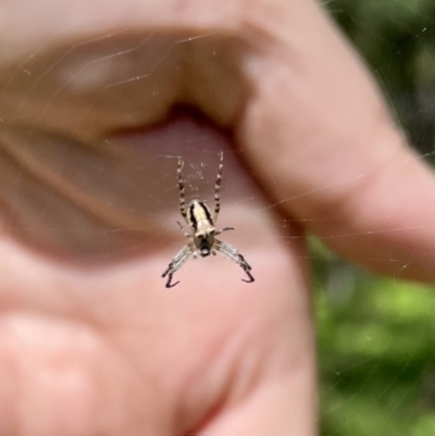 Plebs eburnus (Eastern bush orb-weaver) at Greenleigh, NSW - 3 Oct 2022 by Hejor1