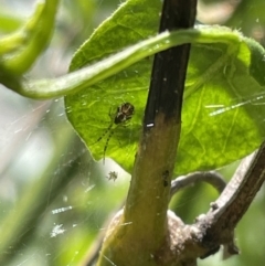 Theridion pyramidale (Tangle-web spider) at City Renewal Authority Area - 7 Nov 2022 by Hejor1