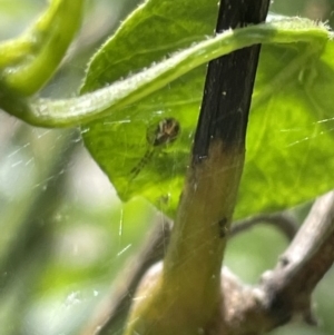 Theridion pyramidale at Canberra, ACT - 7 Nov 2022 12:29 PM