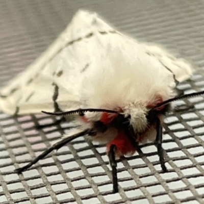 Ardices canescens (Dark-spotted Tiger Moth) at Casey, ACT - 12 Nov 2022 by Hejor1