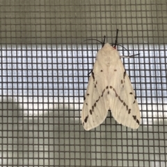 Ardices canescens at Casey, ACT - 12 Nov 2022 05:24 PM