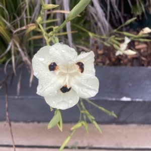 Dietes bicolor at Casey, ACT - 19 Nov 2022