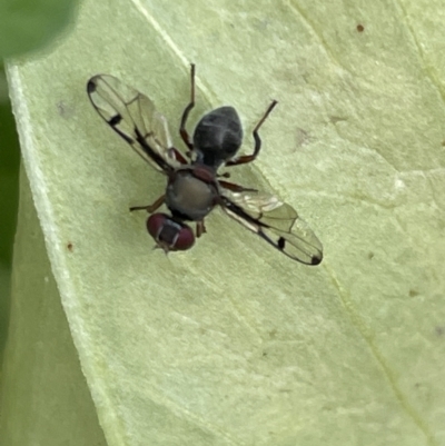 Pogonortalis doclea (Boatman fly) at City Renewal Authority Area - 22 Nov 2022 by Hejor1