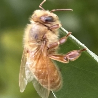 Unidentified Bee (Hymenoptera, Apiformes) at Canberra, ACT - 13 Nov 2022 by Hejor1