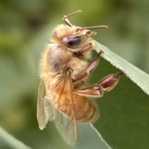 Apis mellifera at City Renewal Authority Area - 14 Nov 2022