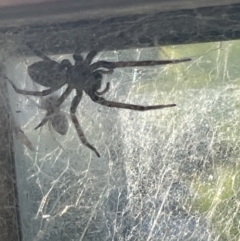 Badumna sp. (genus) (Lattice-web spider) at Casey, ACT - 25 Nov 2022 by Hejor1
