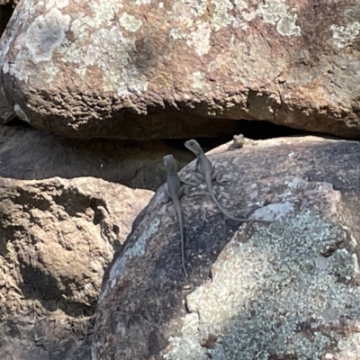 Intellagama lesueurii howittii (Gippsland Water Dragon) at Yarralumla, ACT - 24 Dec 2022 by Hejor1