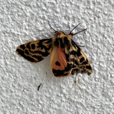 Ardices curvata (Crimson Tiger Moth) at Canberra, ACT - 21 Nov 2022 by Hejor1