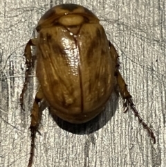 Cyclocephala signaticollis (Argentinian scarab) at City Renewal Authority Area - 24 Dec 2022 by Hejor1