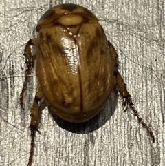 Cyclocephala signaticollis (Argentinian scarab) at Braddon, ACT - 24 Dec 2022 by Hejor1