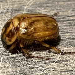 Cyclocephala signaticollis at Braddon, ACT - 24 Dec 2022