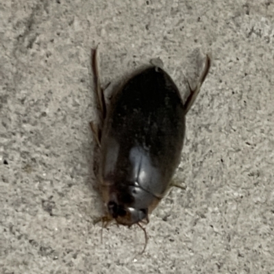 Rhantus suturalis (A predaceous diving beetle) at Braddon, ACT - 25 Dec 2022 by Hejor1