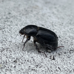 Heteronychus arator at Canberra, ACT - 23 Nov 2022 10:17 AM