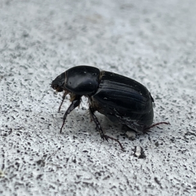 Heteronychus arator (African black beetle) at City Renewal Authority Area - 22 Nov 2022 by Hejor1