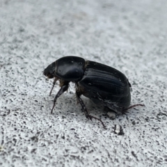 Heteronychus arator (African black beetle) at Canberra, ACT - 22 Nov 2022 by Hejor1