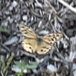 Heteronympha merope at Casey, ACT - 26 Dec 2022 10:12 AM