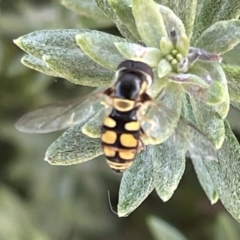 Simosyrphus grandicornis (Common hover fly) at Casey, ACT - 26 Dec 2022 by Hejor1