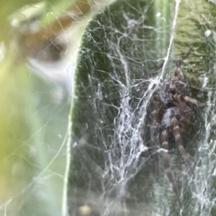 Badumna sp. (genus) (Lattice-web spider) at Casey, ACT - 26 Dec 2022 by Hejor1