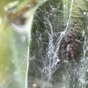 Badumna sp. (genus) at Casey, ACT - 26 Dec 2022