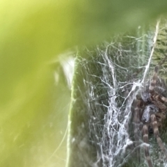 Badumna sp. (genus) at Casey, ACT - 26 Dec 2022 10:02 AM