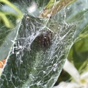 Badumna sp. (genus) at Casey, ACT - 26 Dec 2022 10:02 AM