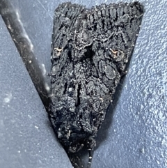 Neumichtis expulsa (A Noctuid moth) at Yarralumla, ACT - 24 Dec 2022 by Hejor1