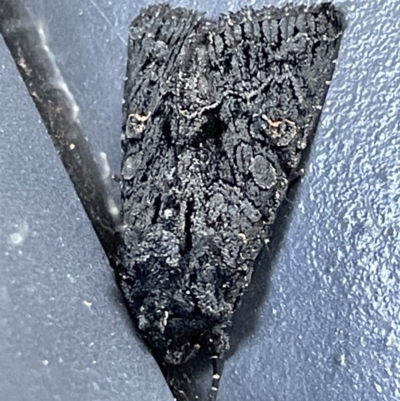 Neumichtis expulsa (A Noctuid moth) at Lake Burley Griffin West - 24 Dec 2022 by Hejor1