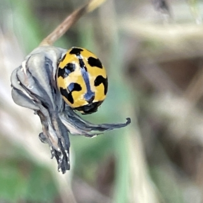 Coccinella transversalis (Transverse Ladybird) at Casey, ACT - 25 Dec 2022 by Hejor1