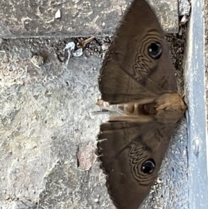 Dasypodia selenophora at Yarralumla, ACT - 24 Dec 2022