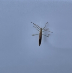 Mutusca brevicornis at Yarralumla, ACT - 24 Dec 2022