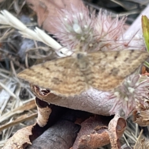 Scopula rubraria at Casey, ACT - 26 Dec 2022