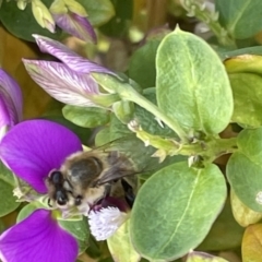 Unidentified Bee (Hymenoptera, Apiformes) at Casey, ACT - 25 Dec 2022 by Hejor1